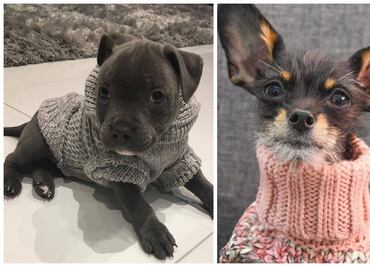 10 suéteres de perros tan lindos que te van a dar ganas de tejer