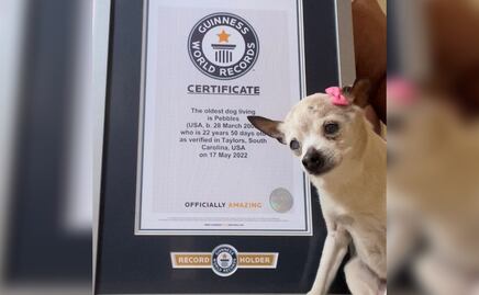 Pebbles es la perrita más longeva del mundo, pues ha vivido 22 años
