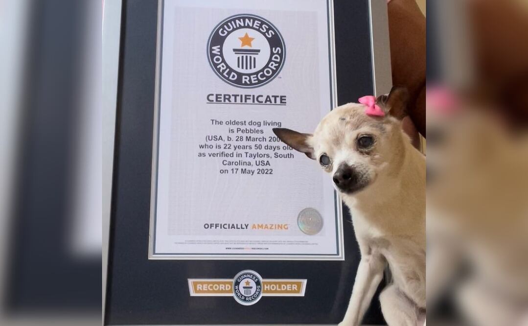 Foto: Instagram @pebbles_since_2000