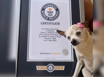 Pebbles es la perrita más longeva del mundo, pues ha vivido 22 años
