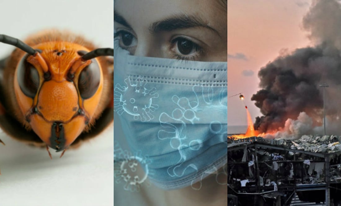 Fotos: Wikimedia Commons/Pixabay y STR/AFP