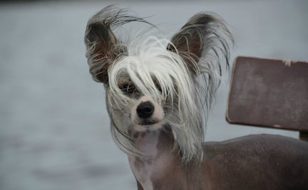 Esta es la raza de perro más cariñosa del mundo