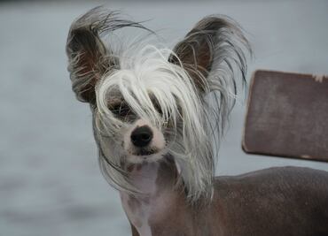 Esta es la raza de perro más cariñosa del mundo