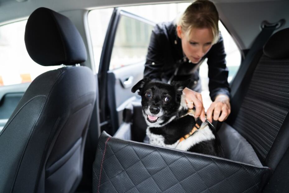 Esta es la multa que podrías pagar por llevar a tu mascota en el auto