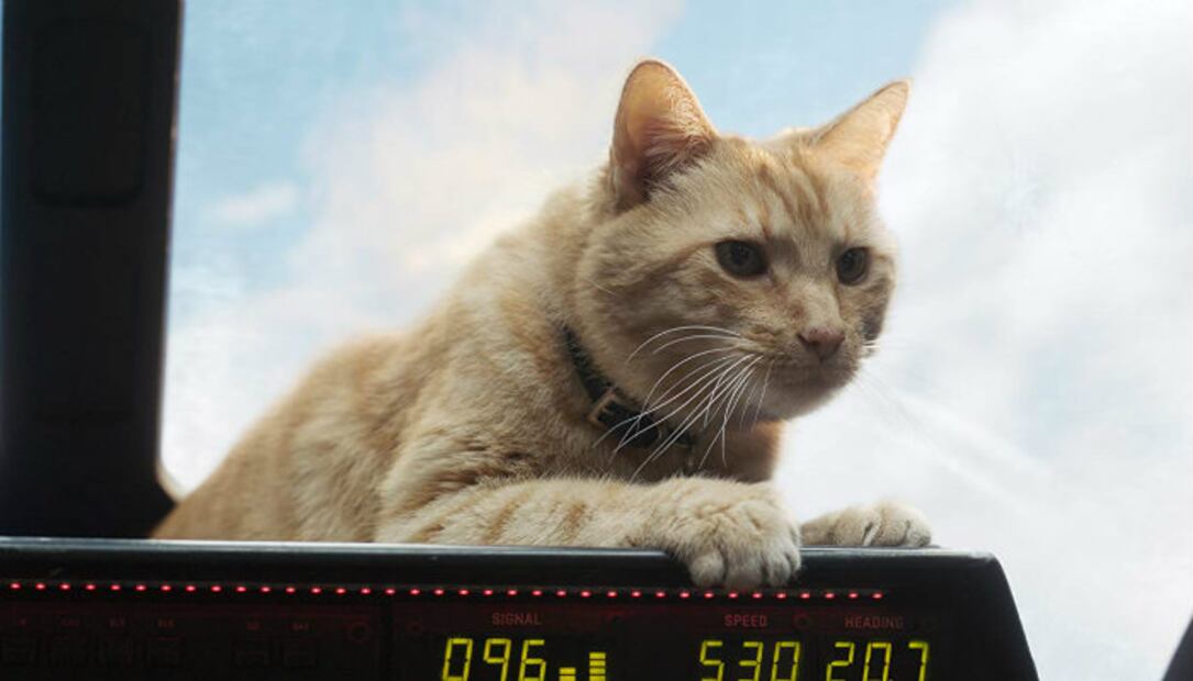 Goose, el “gato” de Capitana Marvel que podría salvar a los Avengers