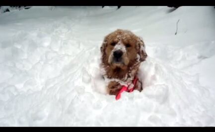 Los perros más contentos porque ya llegó la nieve