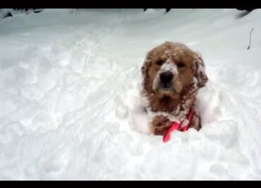 Los perros más contentos porque ya llegó la nieve