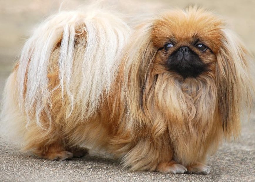 Las 10 razas de perros más desobedientes