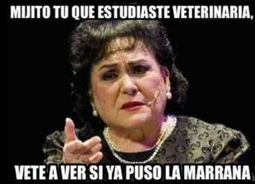 Los 10 mejores memes para festejar el Día del Veterinario