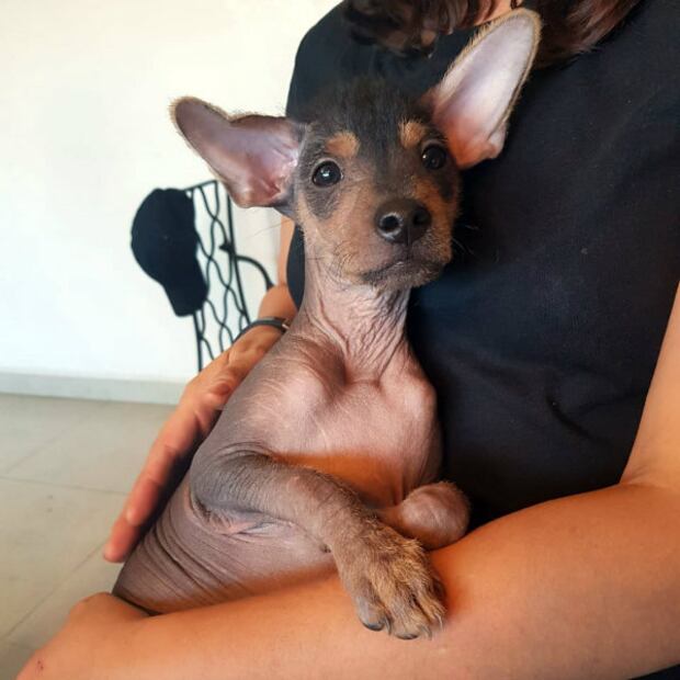 Las 10 razas de perro que menos pelo sueltan