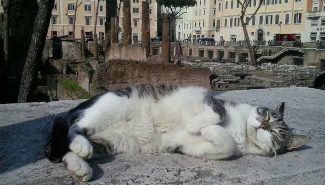 Así es el “Santuario Romano” de  los gatos en Italia