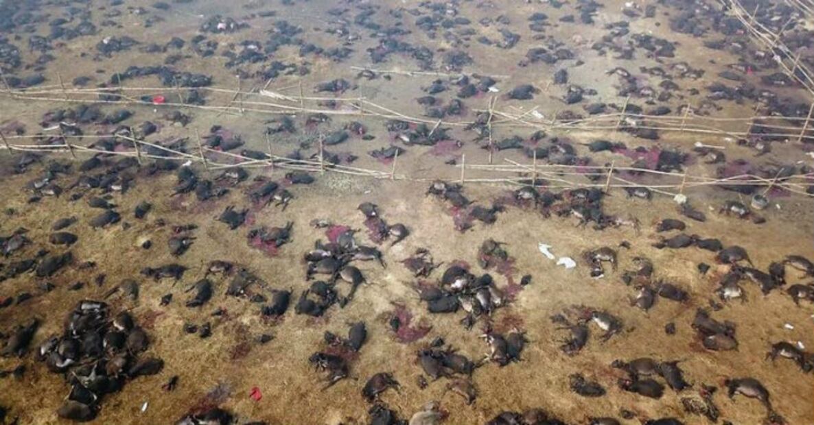 El cruel Festival de Gadhimai, el mayor sacrificio de animales en el mundo
