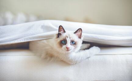 5 trucos que sí eliminan los pelos de gato de la ropa y los sillones