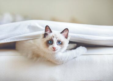 5 trucos que sí eliminan los pelos de gato de la ropa y los sillones