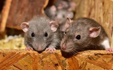 Detectan coronavirus en ratas que se sirven en restaurantes de Vietnam