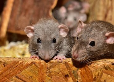 Detectan coronavirus en ratas que se sirven en restaurantes de Vietnam