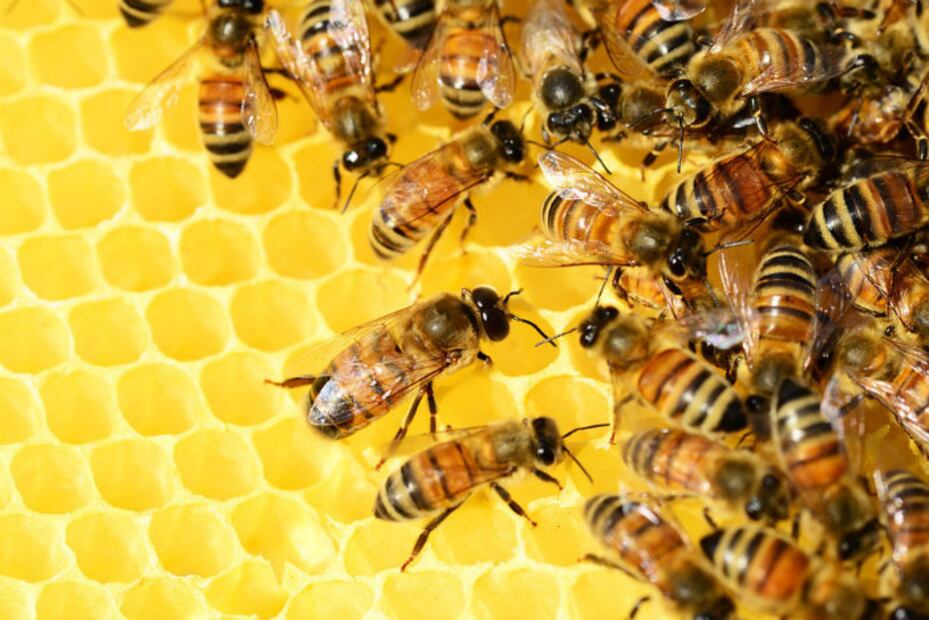 Proyecto mexicano usa popotes de plástico para aumentar las colonias de abejas