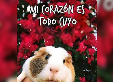 Más de 10 memes que los amantes de los cuyos entenderán