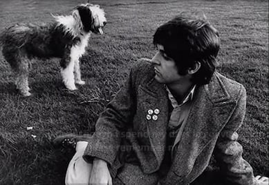 10 canciones famosas que fueron inspiradas por perros