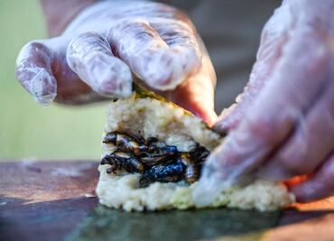 Sushi de cigarras, el crujiente manjar que NO querrás probar