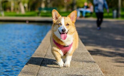 10 razas de perro que son pésimos nadadores