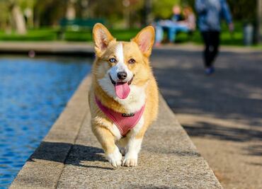 10 razas de perro que son pésimos nadadores