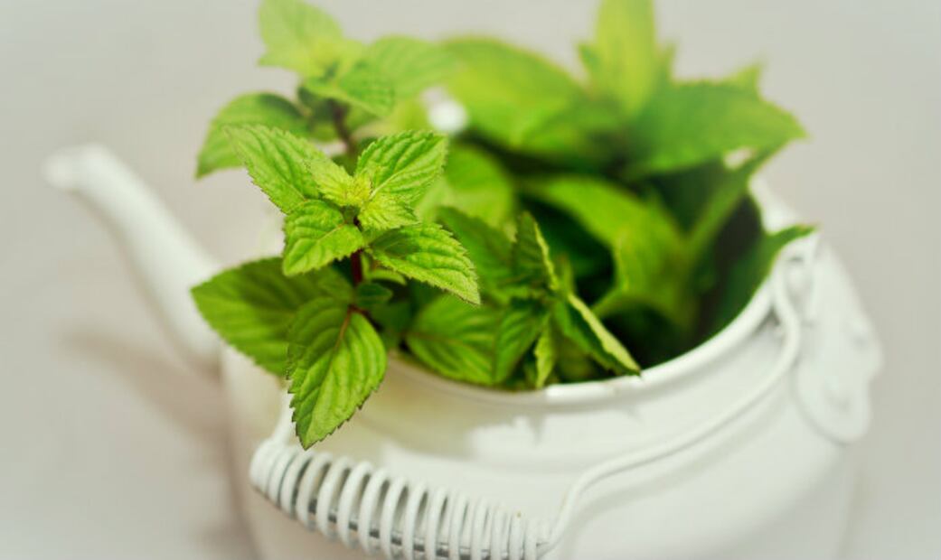 10 grandes beneficios de la menta en nuestra salud