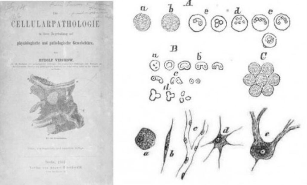 10 datos históricos para entender el origen del cáncer