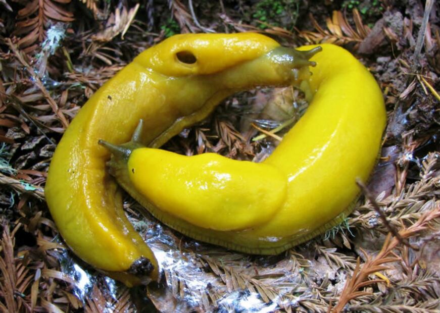 10 animales con las prácticas sexuales más extremas 