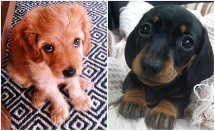 ¡Lo más tierno que verás hoy! 10 cachorritos para derretir tu corazón