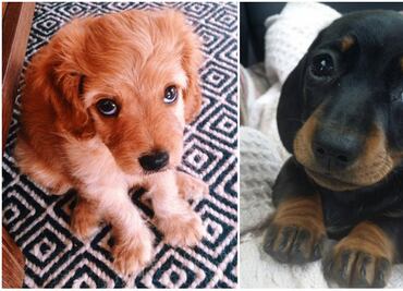 ¡Lo más tierno que verás hoy! 10 cachorritos para derretir tu corazón