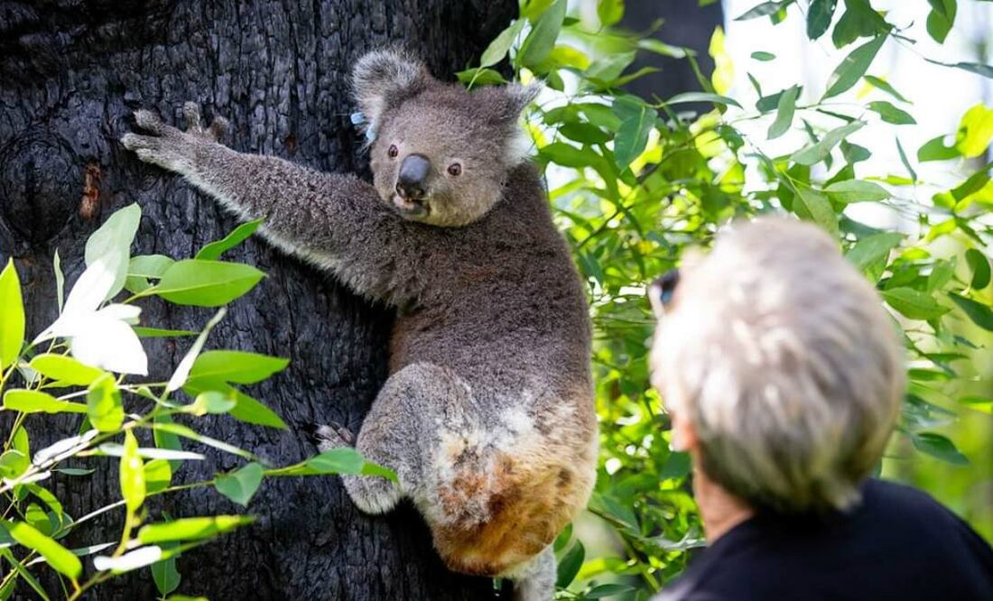 Foto: Twitter @HospitalKoala