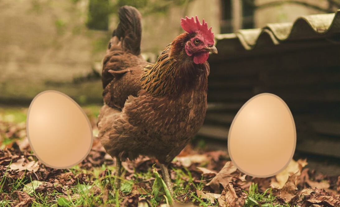 Foto: Pixabay/Emojitierra