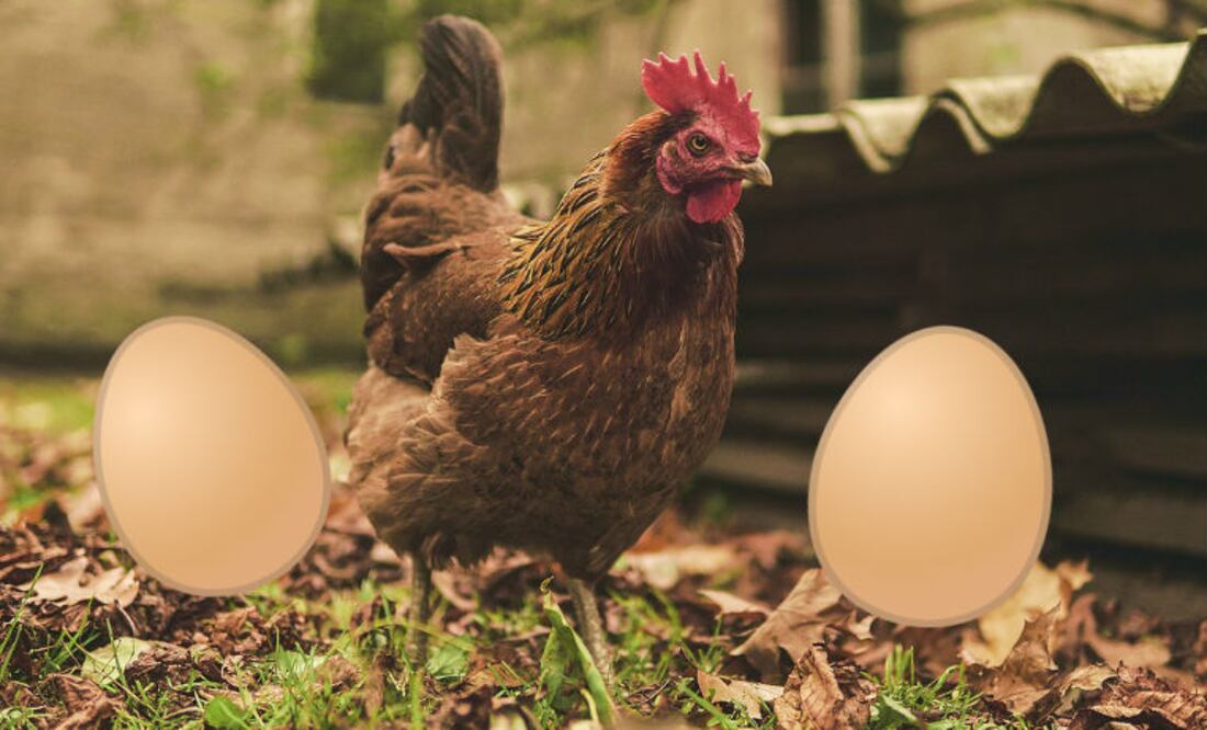 Foto: Pixabay/Emojitierra