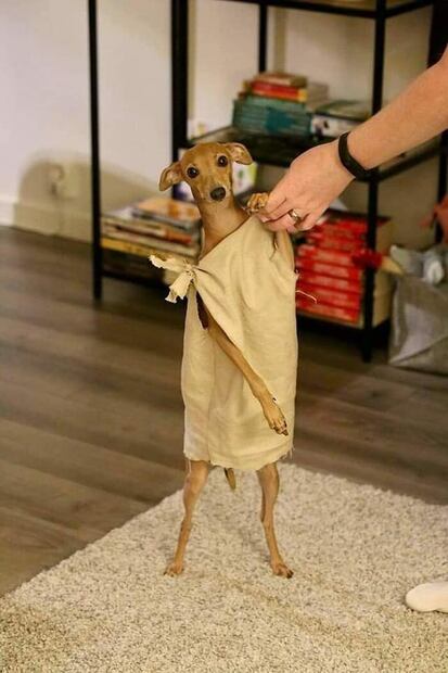 Los 10 mejores disfraces de Halloween para perros