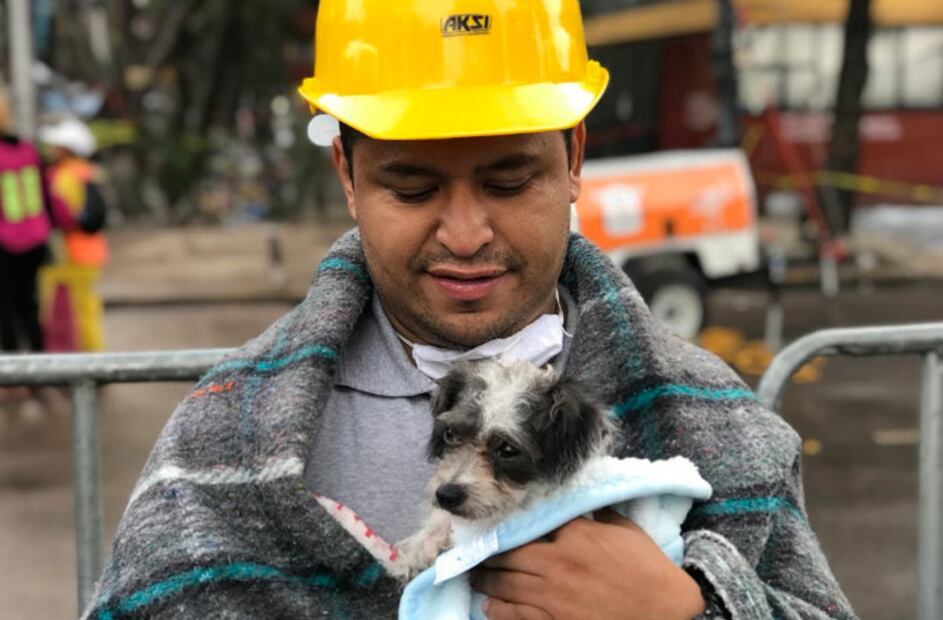¡Volvieron a nacer! Rescates impresionantes de mascotas tras el sismo