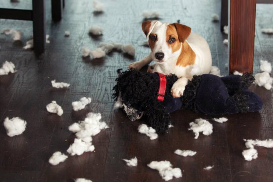¡No regales animales!