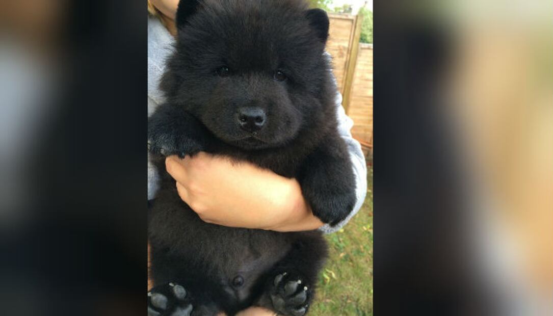 ¡Lo más tierno que verás hoy! 10 cachorritos para derretir tu corazón