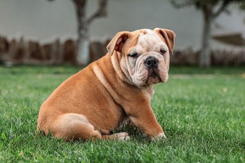 10 razas de perro que son pésimos nadadores