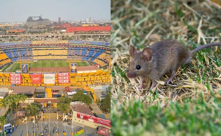 ¿Ratas en el volcán? Animal fue visto en el Estadio Universitario previo al Tigres-Pachuca