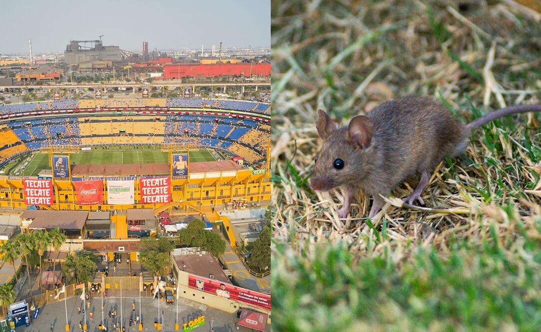 Estadio Universitario en vista panorámica y rata en el Volcán / FOTOS: Imago7 y Twitter @SancadillaNorte