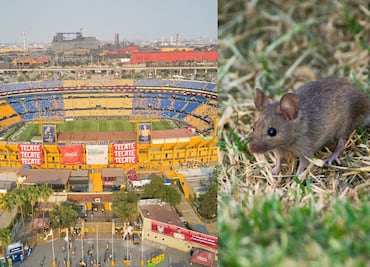 ¿Ratas en el volcán? Animal fue visto en el Estadio Universitario previo al Tigres-Pachuca