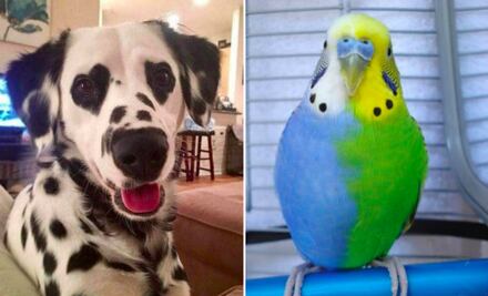 10 animales con marcas de nacimiento únicas y adorables