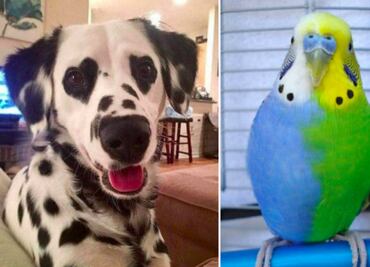 10 animales con marcas de nacimiento únicas y adorables