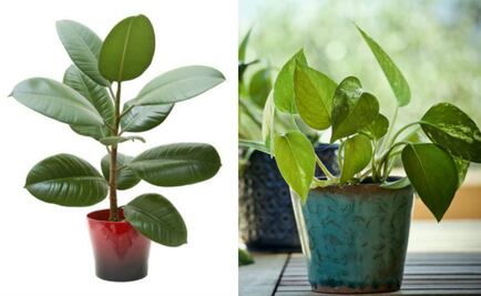 5 plantas que la NASA recomienda para purificar el aire en tu casa