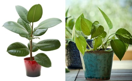 5 plantas que la NASA recomienda para purificar el aire en tu casa