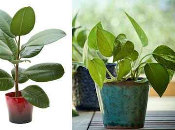 5 plantas que la NASA recomienda para purificar el aire en tu casa