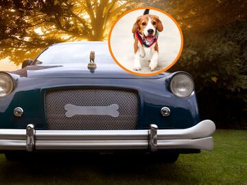 Crean funeral de lujo para despedir a las mascotas