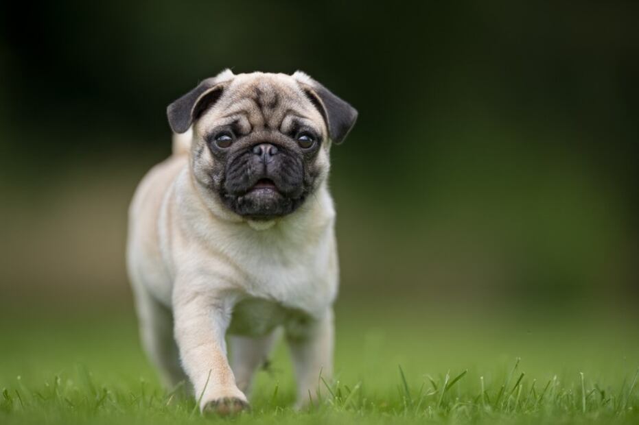 Estudio revela que los pugs tienen doble probabilidad de enfermar que otras razas