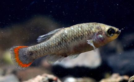 Pez tequila regresa a Jalisco, la especie mexicana se salvó de la extinción